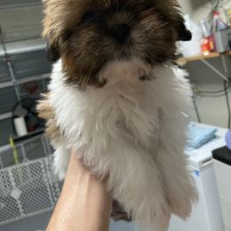 Ella - Shih Tzu