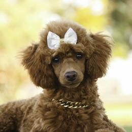 Zari - Poodle puppy from Perfect Match Poodles