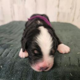 Emirates - Tri-color female Bernedoodle puppy in Flat Rock, North Carolina from Sukisdoodles