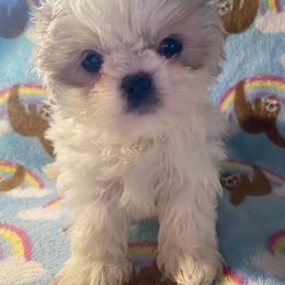 Shih Tzu Puppies from Jannete's Shih Tzus