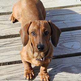 Kaiser - Dachshund
