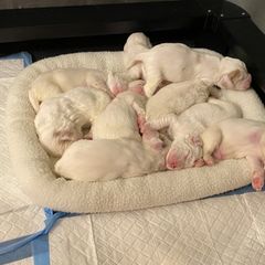 Clumber Spaniel Puppies from Lemontree Clumbers