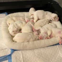 Clumber Spaniel Puppies from Lemontree Clumbers
