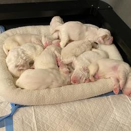 Clumber Spaniel Puppies from Lemontree Clumbers