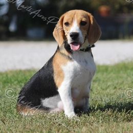 GiGi - Beagle