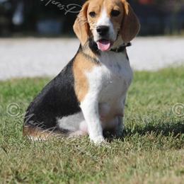 GiGi - Beagle