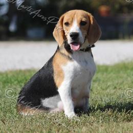 GiGi - Beagle