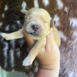 Orange collar - Golden female Golden Retriever puppy in Jesup, Georgia from Painted Platinum Retrievers (Painted Platinum Kennel) PPK