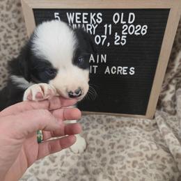 Twain - Black and white male Border Collie puppy in Chariton, Iowa from Kickin It Acres BCs