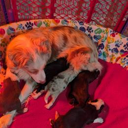 A - Black tri male Miniature Australian Shepherd puppy in Florida from All Champions Mini Aussies & ABW Great Danes