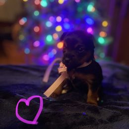 Yorkshire Terrier Puppies from Sweet Fur Babies