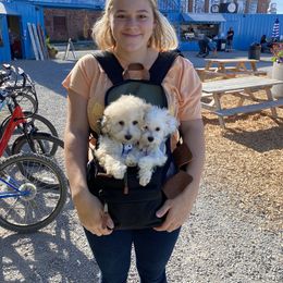 Cavapoo, Maltipoo, and Poodle Puppies from My Sweet Poodles and Doodles
