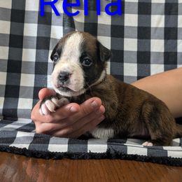 Rena - Brindle female Boxer puppy in New Holland, Pennsylvania from Shady Rill puppies