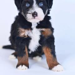 Aussiedoodle, Australian Mountain Doodle, and Bernedoodle Puppies from Rowe Farms Doodles