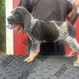 Scout - Blue ticked and tan male Bluetick Coonhound puppy in Mount Pleasant, Texas from Harmons Hounds