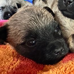 Murtagh - Wheaten male Cairn Terrier puppy in Hollywood, Maryland from Quiet Waters