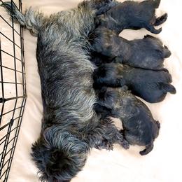 Cairn Terrier Puppies from Luckenbooth Cairns