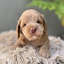 Woody - Caramel male Australian Labradoodle puppy in Morgan Hill, California from Loving Labradoodles