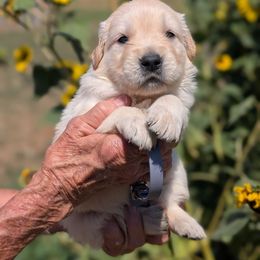 Miss Charlais - Light golden female Golden Retriever puppy in Cody, Wyoming from Bliss Creek Goldens