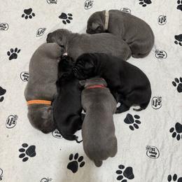 Cane Corso Puppies from Crowned Corso
