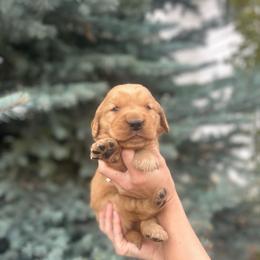 Pink Girl - Dark golden female Golden Retriever puppy in Utah from Deseret Peak Goldens