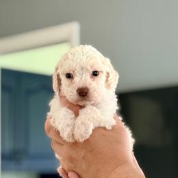 Alani-Girl 1 - Purple collar - Orange female Lagotto Romagnolo puppy in Ashland, Ohio from SS Australian Shepherds
