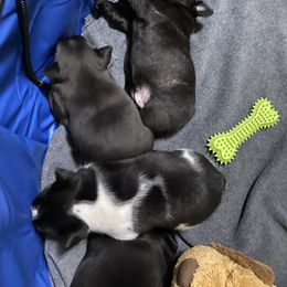 French Bulldog Puppies from Flathead’s Fabulous Frenchies