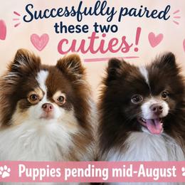 Pomeranian puppies from CJ White's Poms and Pomskies