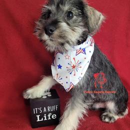 Boy 1 - male Miniature Schnauzer puppy in Fairhope, Alabama from Puppy Sugars Kennels