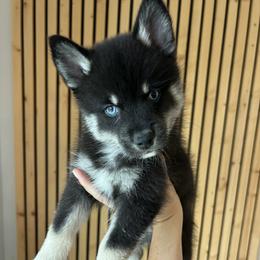 Fang Mini - Wolf sable male Pomsky puppy in Pasco County, Florida from Pomsky Hills