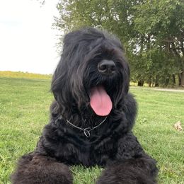 Margo - Black Russian Terrier