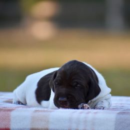 Cedar - Liver and white male German Shorthaired Pointer puppy in Chocowinity, North Carolina from Foxtail Hollow