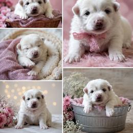 Pomeranian Puppies from Sierra Marcial