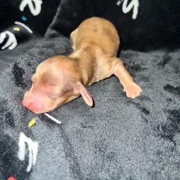 Marlee - Cream female Dachshund puppy in La Junta, Colorado from Royal King’s Mini Dachshunds