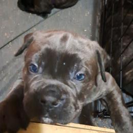 Girl 1 - Gray brindle female Cane Corso puppy in Clarksburg, West Virginia from West By God Virginia Cane Corso