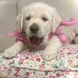 Labrador Retriever puppies from Country Grace