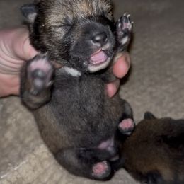Mochi - Sesame - UKC - Sesame female Shiba Inu puppy in Clewiston, Florida from Animal Farm Shiba Inus & Mameshibas