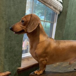 Shelly - Dachshund