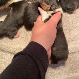 German Shepherd and Pembroke Welsh Corgi Puppies from Four Leaf Farm- Vom Vierblättriges Bauernhof