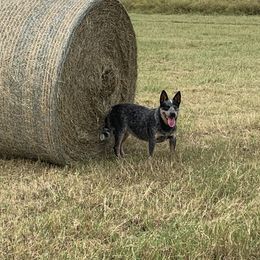 Mable - Australian Cattle Dog