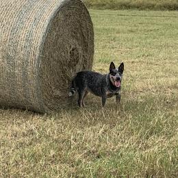Mable - Australian Cattle Dog