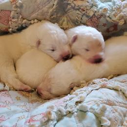 Samoyed Puppies from Limelight Samoyeds