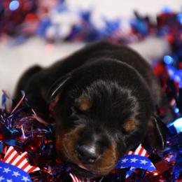 Boy 5 - Black and rust male Doberman Pinscher puppy in Overton, Texas from Obsidian Kennel