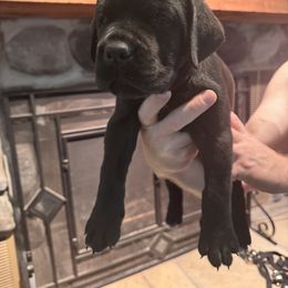 Cane Corso Puppies from Protectors in the Palms