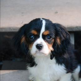 TAN MALE - Tri-color male Cavalier King Charles Spaniel puppy in Mcgregor, Minnesota from Country Cavaliers
