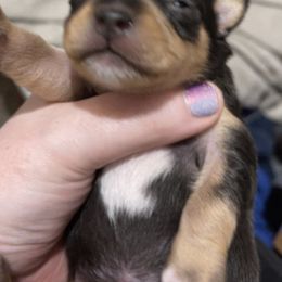 Chihuahua Puppies from Grandbaby Chihuahuas