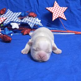 Cream girl - Cream and white female Shih Tzu puppy in Vinita, Oklahoma from Locust Creek Shih Tzu & Havanese