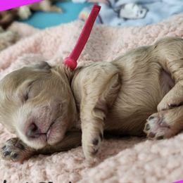 Hot pink collar female - Brown female Shihpoo puppy in Williamsville, New York from Nell’s Doodle & Dolls