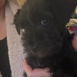 Girl 1 - Black female Miniature Schnauzer puppy in Mountain Home, Idaho from Kissack Kennels