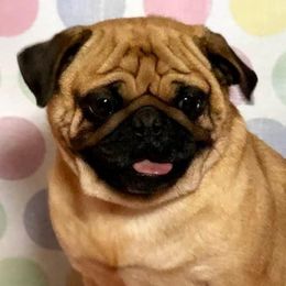 Mrs. P - Pug